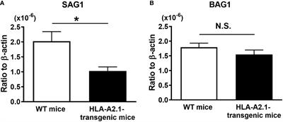 Human MHC class I molecule, HLA-A2.1, mediates activation of CD8+ T cell IFN-γ production and the T cell-dependent protection against reactivation of cerebral Toxoplasma infection